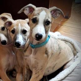 Whippets from Debra Stafford's Whippets