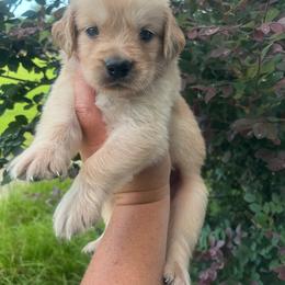 Blue collar - Golden male Golden Retriever puppy in Jesup, Georgia from Painted Platinum Retrievers (Painted Platinum Kennel) PPK