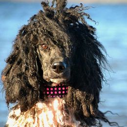 Firefly - Poodle