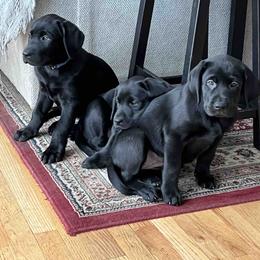 Labrador Retriever Puppies from Branley's Riverside Labradors