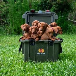 Vizsla Puppies from Pantana Kennels