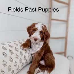 Reservation Male 1 - Red  male Goldendoodle puppy in Layton, Utah from Gracious Doodle Dogs