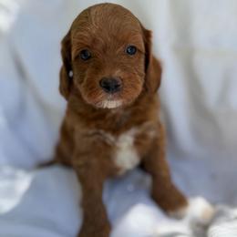 Nico - Caramel red male Australian Labradoodle puppy in Auburn, California from Poodles and Labradoodles breeder