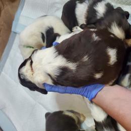 Girl 2 Margery - English Springer Spaniel puppy in North Carolina from Morrow MountainSpringers