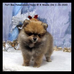 Pomeranian Puppies from Port Bee Pomeranian’s
