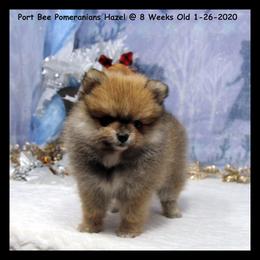Pomeranian Puppies from Port Bee Pomeranian’s