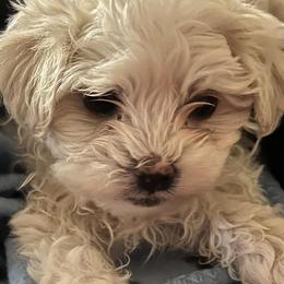 Maltese from Fisher's Pup-cakes