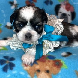 Adrian - Gold and white male Shih Tzu puppy in Hemet, California from Aloha Shih Tzu