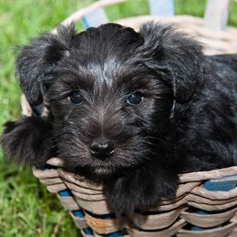 Miniature Schnauzers from Starfire Schnauzers