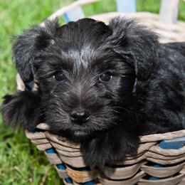 Miniature Schnauzers from Starfire Schnauzers