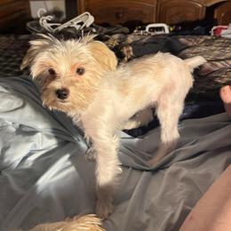Butterscotch - Tan and white male Yorkshire Terrier puppy in Bear Creek, North Carolina from Lizzy's Three Studs