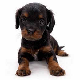 Bailey - Black and tan female Cavapoo puppy in Springfield, Ohio from Dawson's Royal Companions