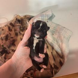 Black n white - Black male Pug puppy in Tacoma, Washington from Glamour pugs