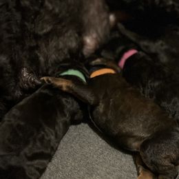 Poodles from Westborough Standard Poodles