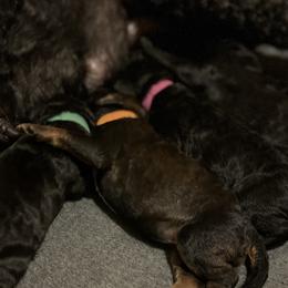 Poodles from Westborough Standard Poodles