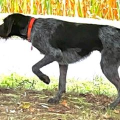 German Wirehaired Pointers from Triple Springs Farm