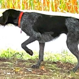 German Wirehaired Pointers from Triple Springs Farm