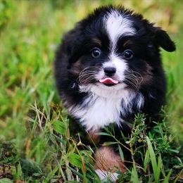 Toy Australian Shepherd Puppies from Shebang Aussies