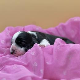 Poppy - Black and white female Cocker Spaniel puppy in Oklahoma City, Oklahoma from BRX Country Cockers LLC
