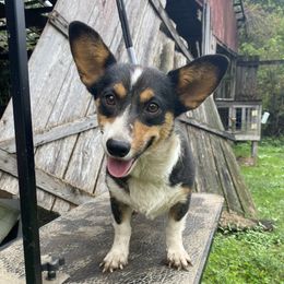 Cassie  - American Corgi