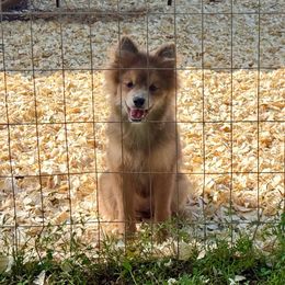 Tootie - Lavender female Pomeranian puppy in Stroud, Oklahoma from Laik’s Little Shihtz & Poms