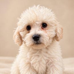 Snowball - White and apricot male Bichon Frise puppy in Chattanooga, Tennessee from Joyfull Pals