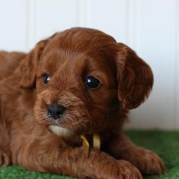 Moss - Red male Cavapoo puppy in Springtown, Texas from North Texas Puppies