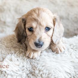 Lace - Cream female Dachshund puppy in Liberty Hill, Texas from CTX Doxies