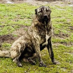 Missi - Armenian Gampr