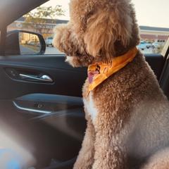 Goldendoodle Puppies from Labradoodleday