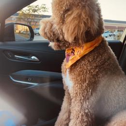 Goldendoodle Puppies from Labradoodleday