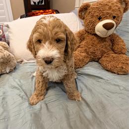 Girl 5 Luau - Apricot female Goldendoodle puppy in Anthem/Phoenix, Arizona from Ironwood Doodles