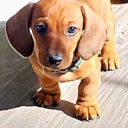 Red - Red male Dachshund puppy in Carrollton, Virginia from Yelena's Dachshunds