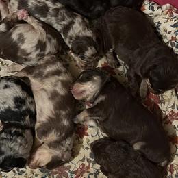 Aussiedoodles, Miniature Australian Shepherds, and Toy Australian Shepherds from Scott’s Aussies LLC