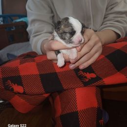 Charlie - Chocolate male Chihuahua puppy in Chambersburg, Pennsylvania from Lil Angel's Chihuahuas