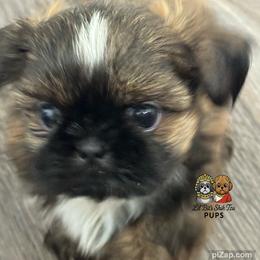 Arlo - Sable and white male Shih Tzu puppy in Walkertown, North Carolina from Lil’ Bit’s Shih Tzu