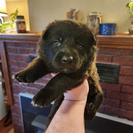 Waldo - Sable male German Shepherd puppy in Hope, Idaho from Fyrestorm Shepherds