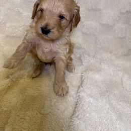 Cockapoo Puppies from Stella’s Six