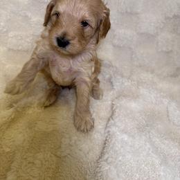 Cockapoo Puppies from Stella’s Six