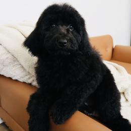 Dolce Gabbana - Black female Bernedoodle puppy in Ohio from Moore Doodles