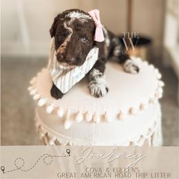 Journey - Merle female Goldendoodle puppy in Soddy Daisy, Tennessee from The W Doods