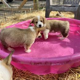 Pembroke Welsh Corgi Puppies from Annwyl McCorgis