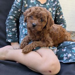 Zuma - Red male Cavapoo puppy in Manheim, Pennsylvania from Mandy Martin