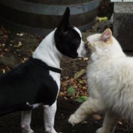 Boston Terriers from Elizabeth Ce2 McFarland