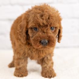 Maisie - Red female Cavapoo puppy in Salt Lake City, Utah from Marlene's Doodles