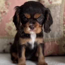 Cavalier King Charles Spaniel puppies from By Design Doodles