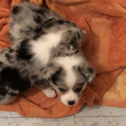 American Corgi and Pembroke Welsh Corgi Puppies from Red White & Bluie Corgi