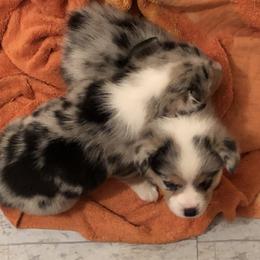 American Corgi and Pembroke Welsh Corgi Puppies from Red White & Bluie Corgi