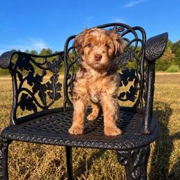 Tan - Red merle male Aussiedoodle puppy in Crawford, Mississippi from Magnolia State Poodles and Doodles