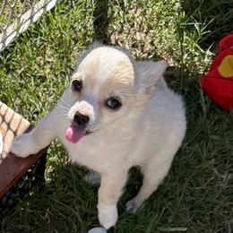Dave - Fawn male Chihuahua puppy in Seneca, Missouri from Stephanie’s Puppy Colony